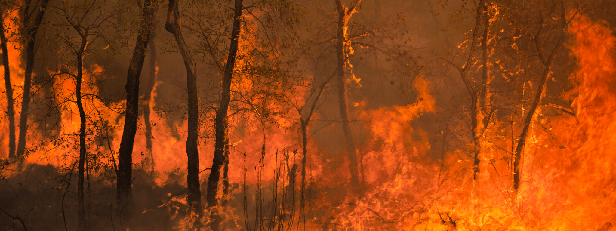 Fire in a bushland setting