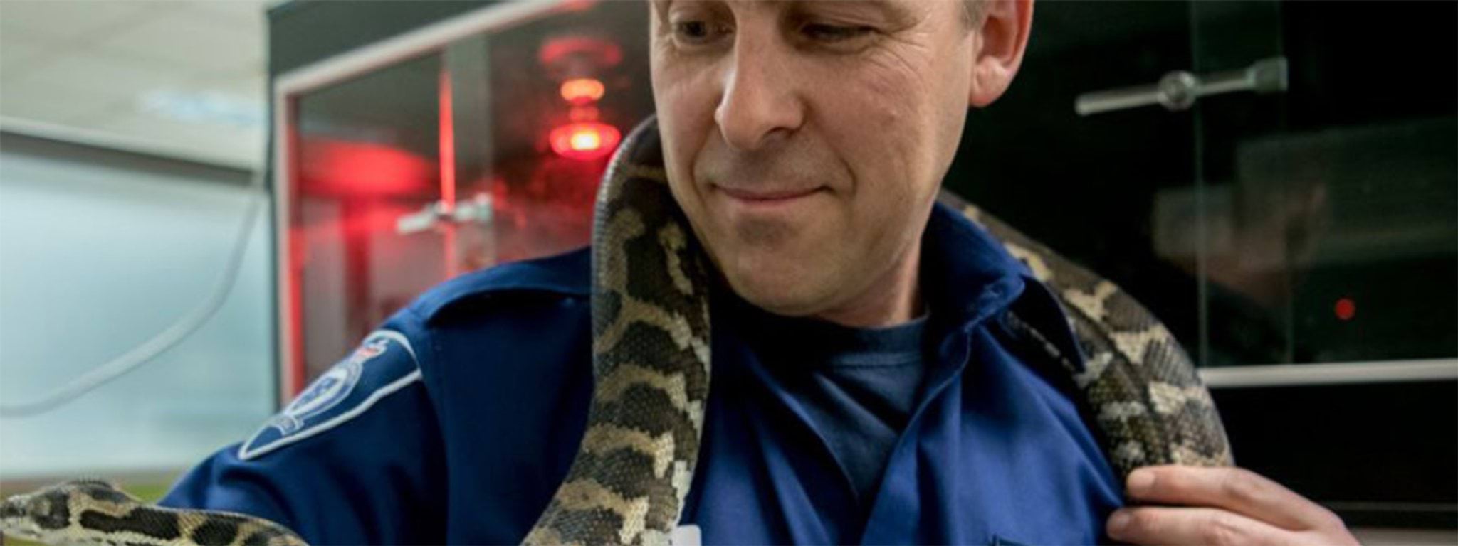 Image of an wildlife officer handling a snake Image of a wildlife officer handling a snake