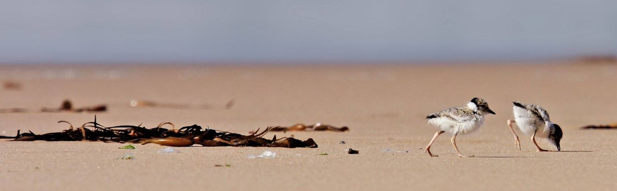 Image of baby birds walking along a beach Image of baby birds walking along a beach