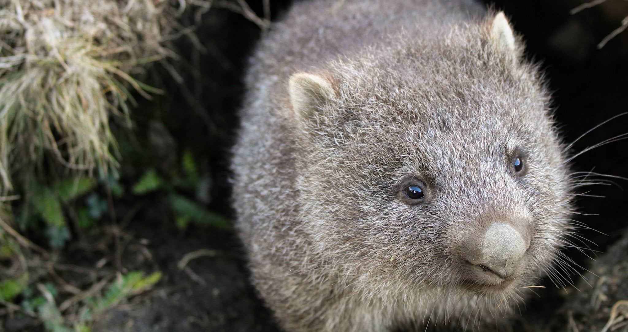 Progress on our regulatory priorities Close up image of a wombat