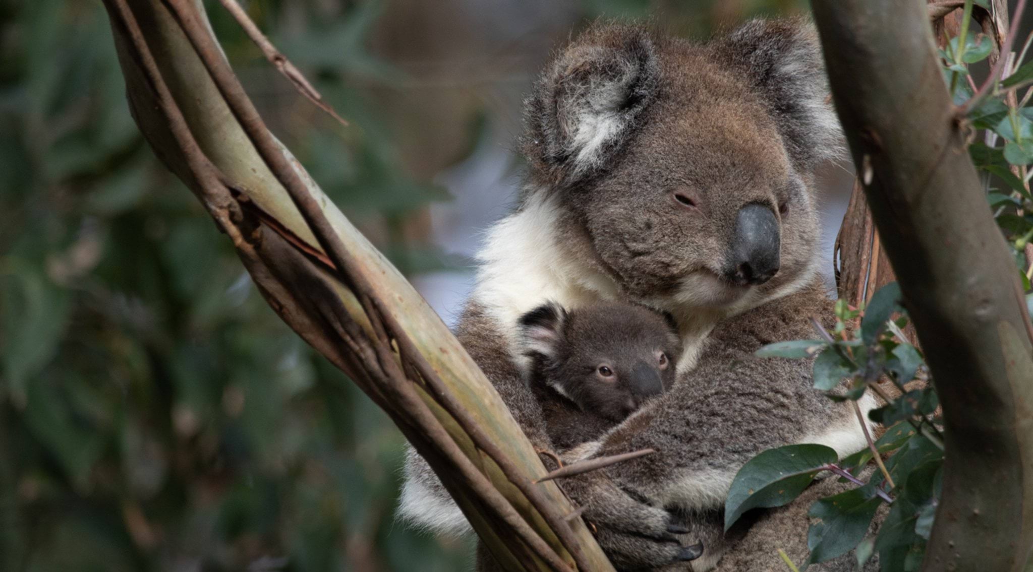 Image of koala and baby in a tree