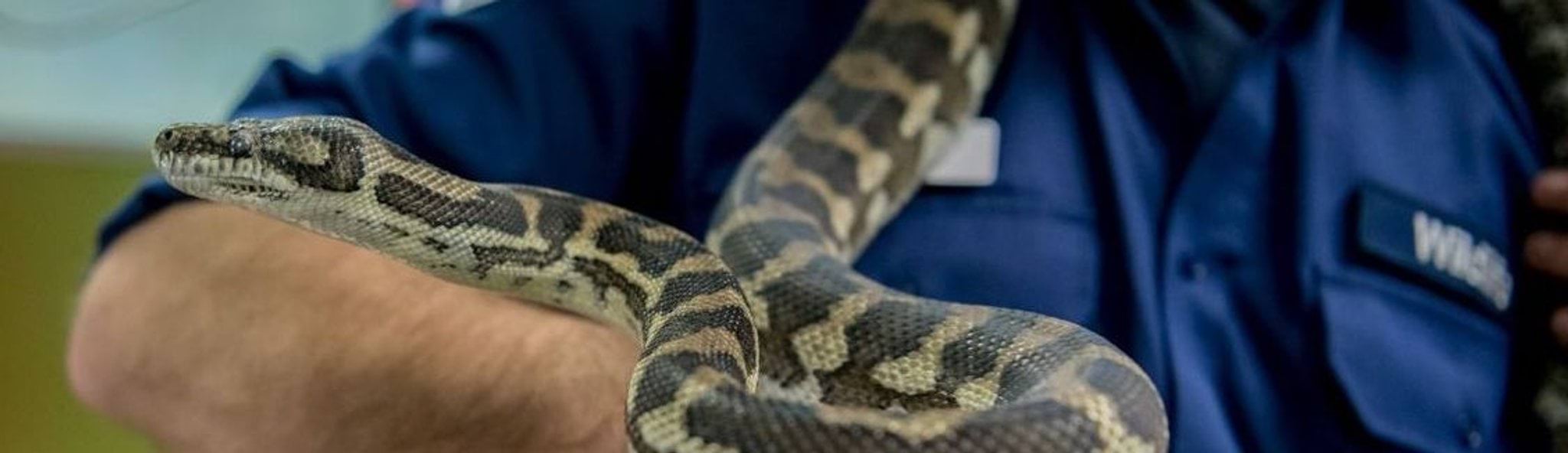 photo of snake handler holding a snake