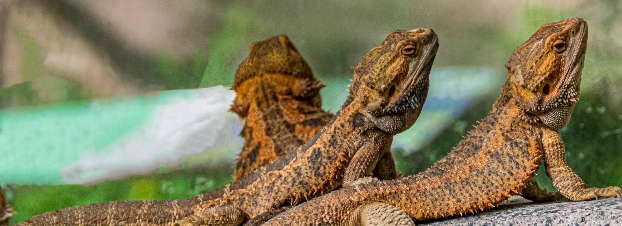 Image of three bearded dragons on a tree branch