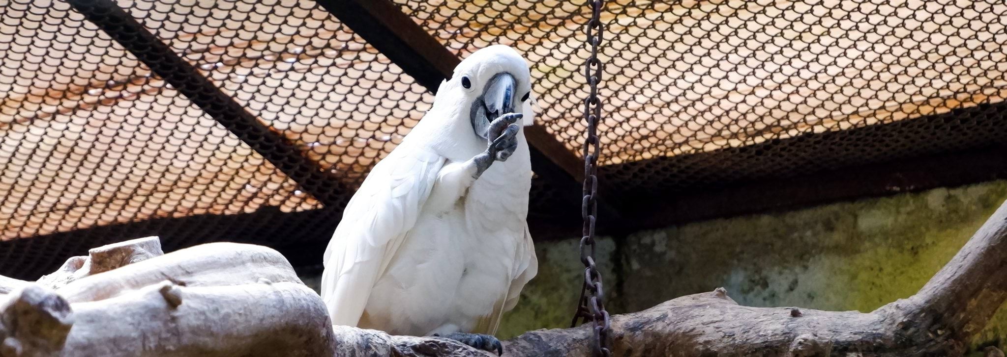 Image of white galah eating food from its claw Image of white galah eating food from its claw