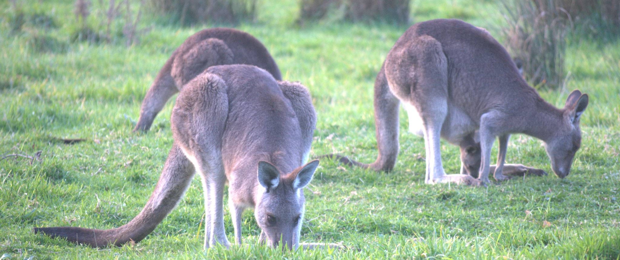 Image of three eastern grey kangaroos eating grass Image of three eastern grey kangaroos eating grass