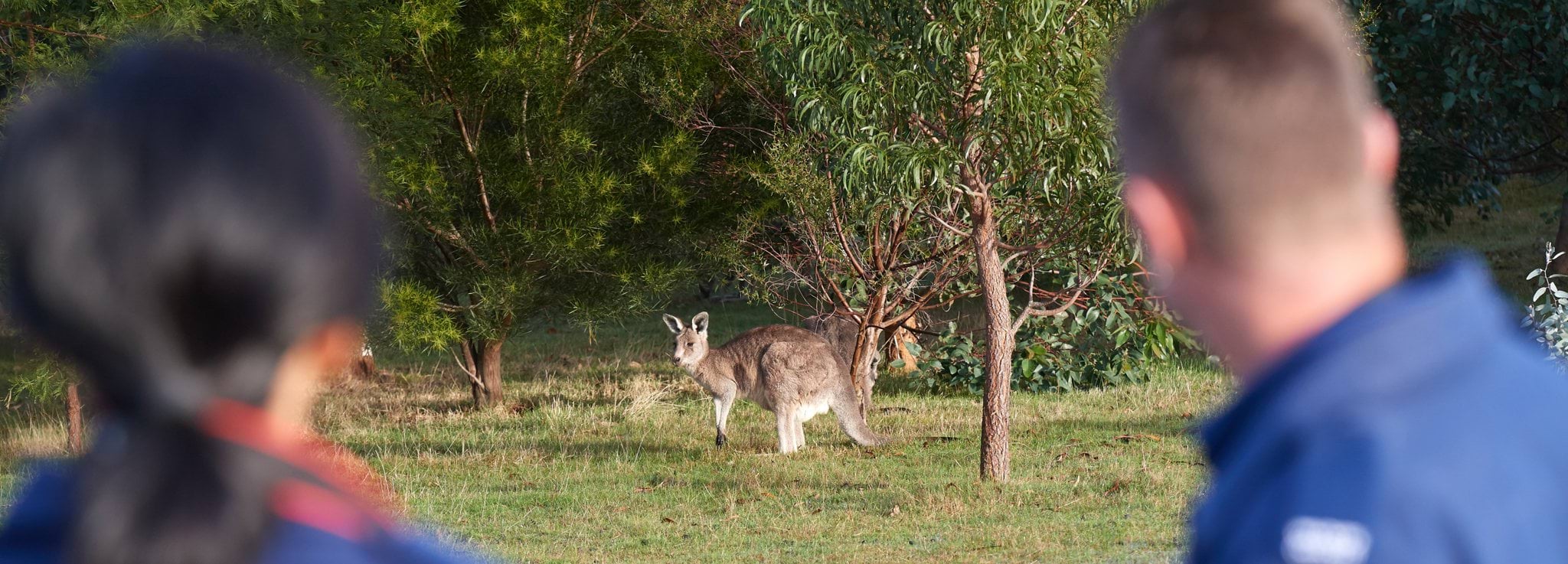 Photo of two Wildlife Officers watching a kangaroo Photo of two Wildlife Officers watching a kangaroo