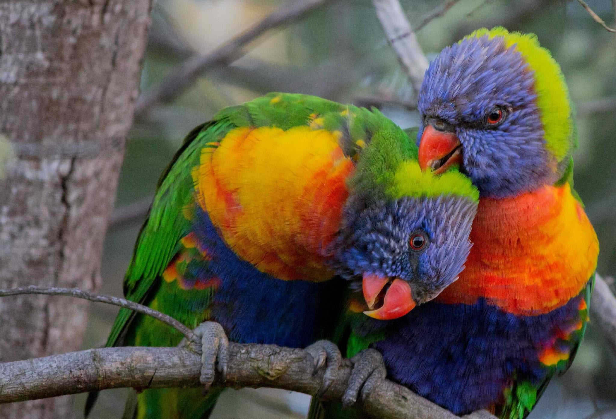Photo of two lorikeets cleaning each other Photo of two lorikeets cleaning each other
