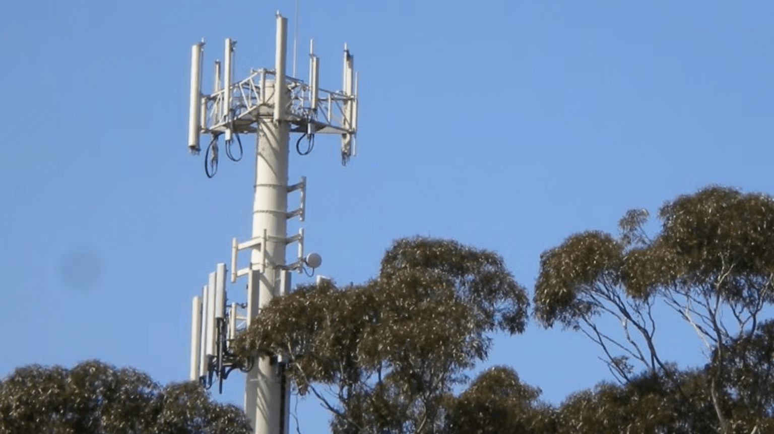 Mobile phone tower among trees View of the top of a mobile phone tower surrounded by Eucalyptus tree tops