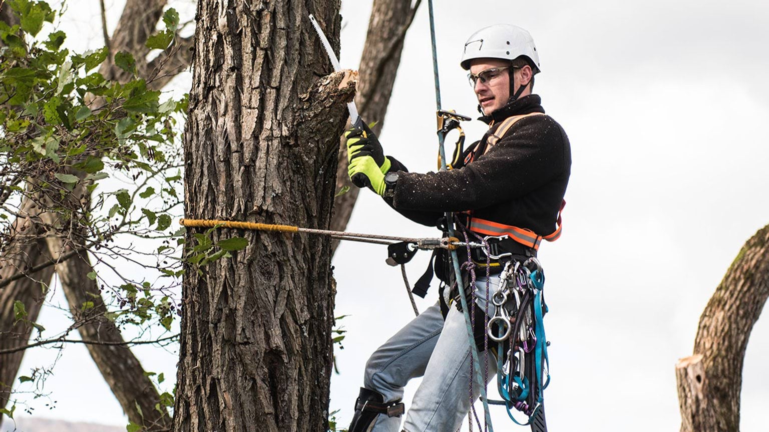 Arborist in safety harness sawing off a branch
