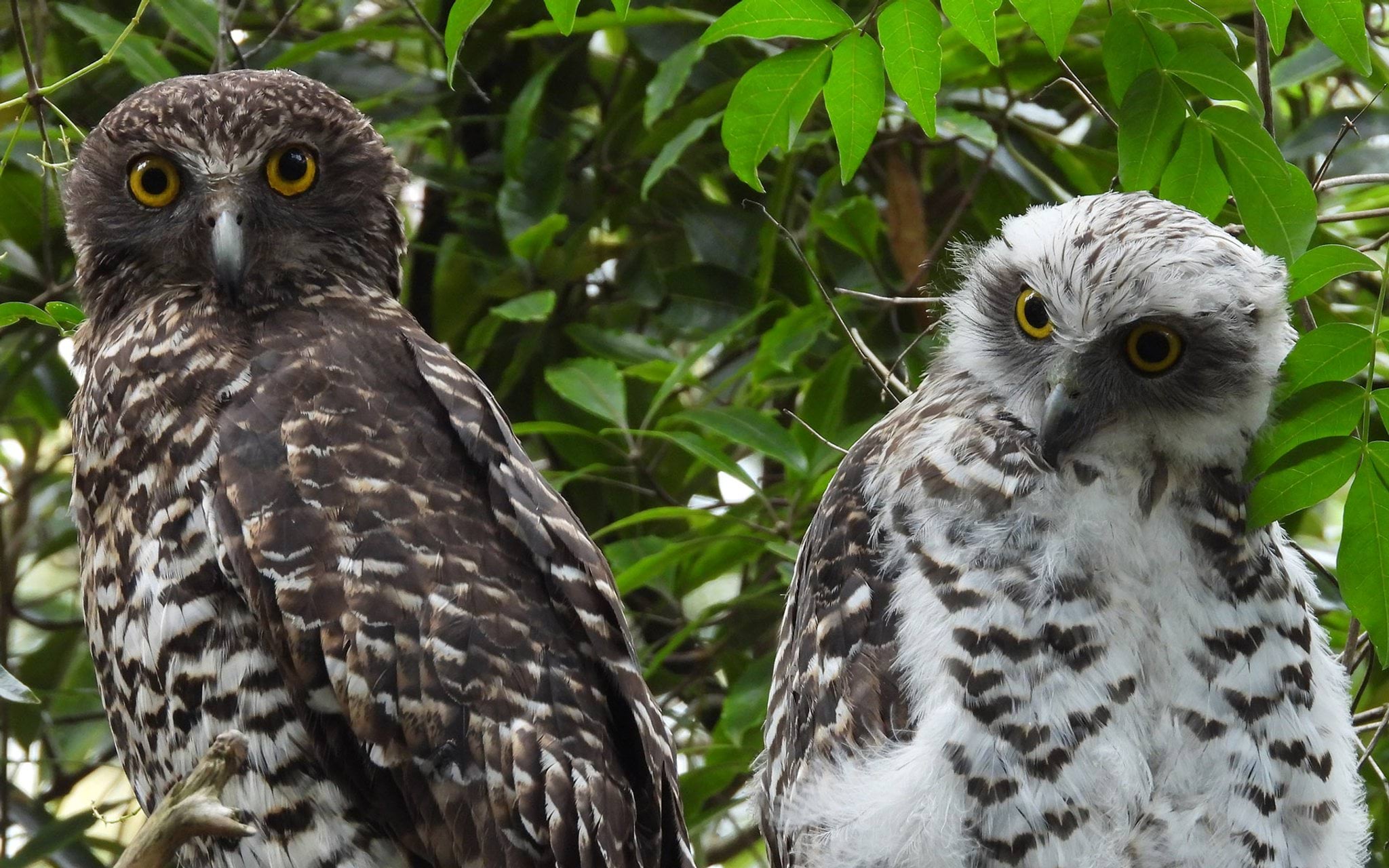 Two owls perched in tree