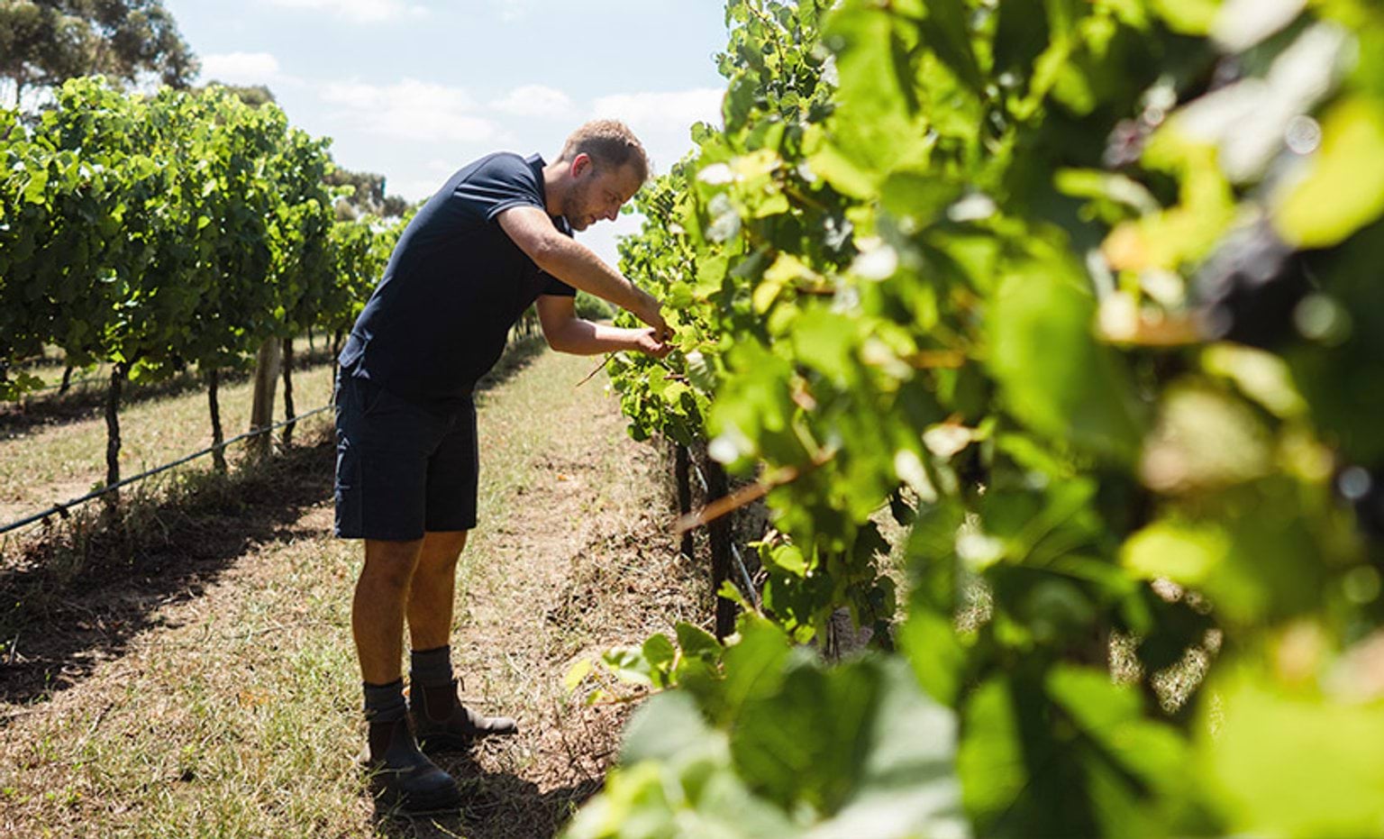 Person picking grapes from a grapevine