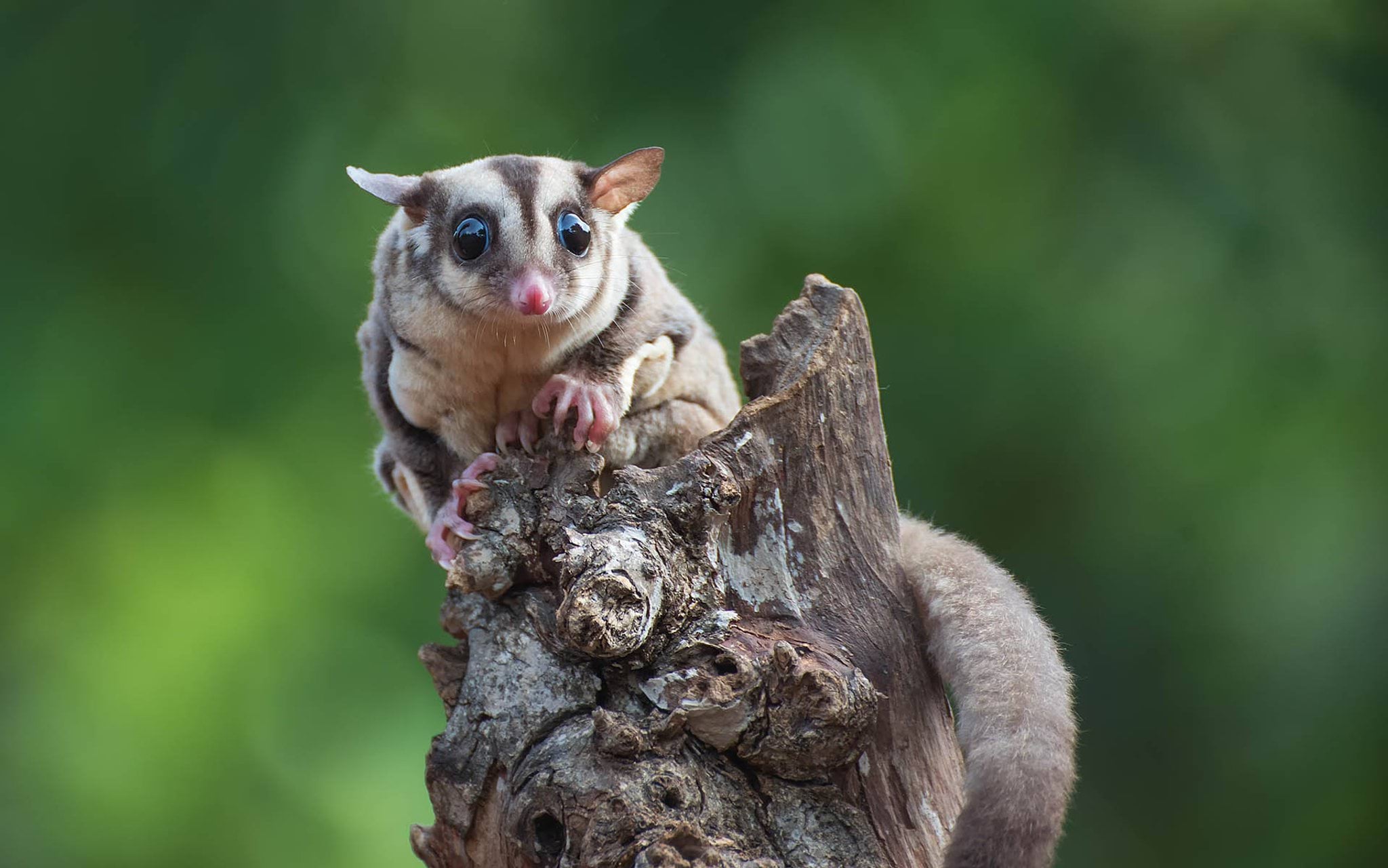 Sugar glider on tree branch Sugar glider (Petaurus breviceps) on tree branch