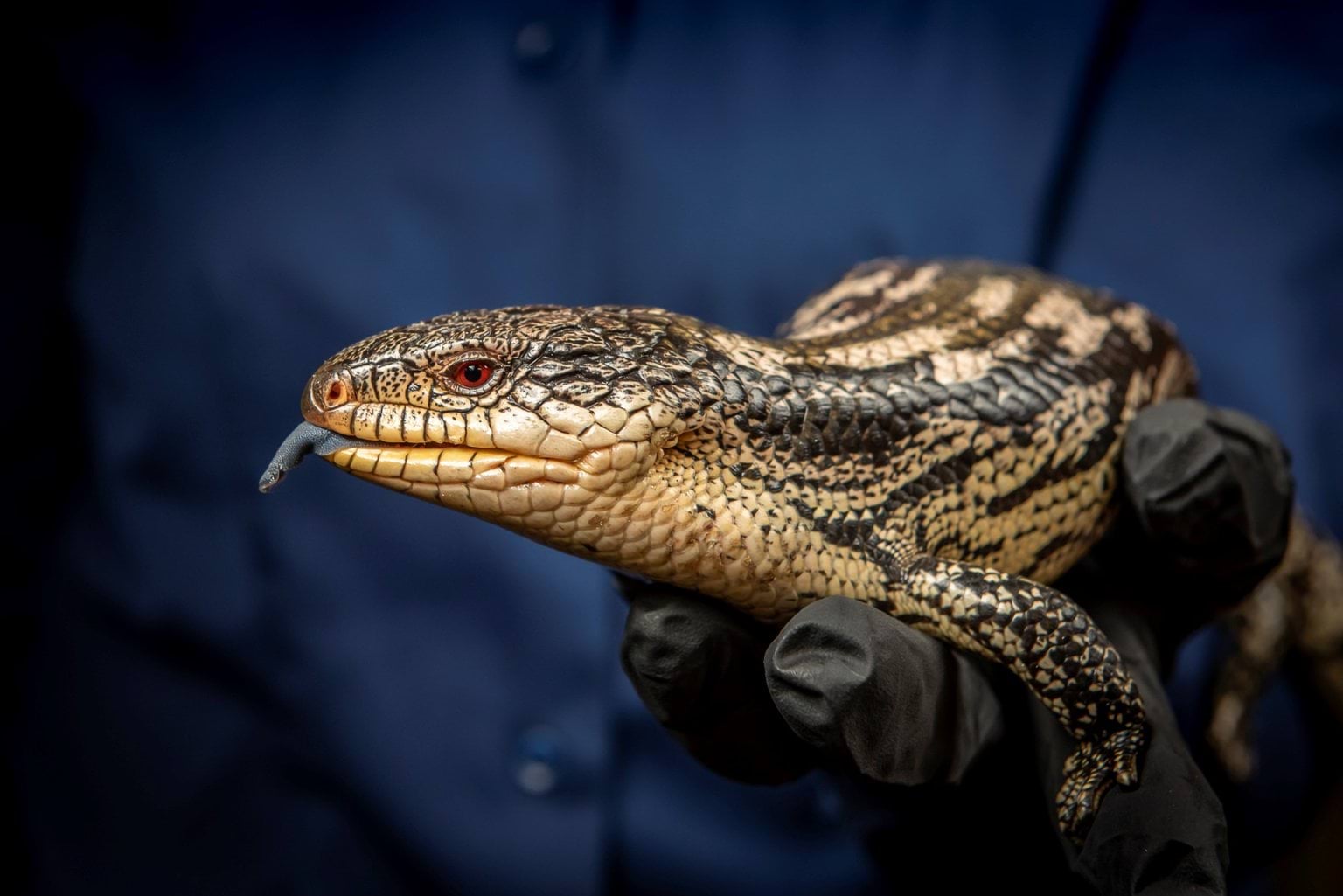 Blue-tongued lizard Blue-tongued lizard