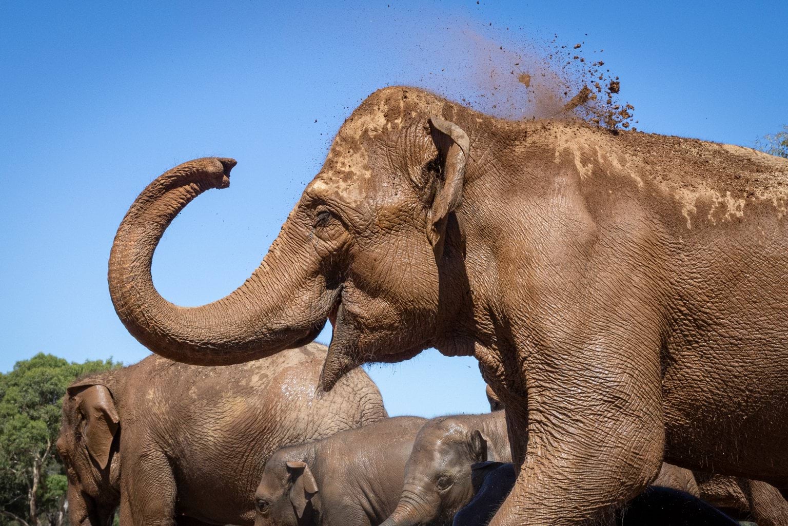 Elephants at Werribee Open Range Zoo Elephants at Werribee Open Range Zoo enjoying new enclosure and using trunks to spray dirt