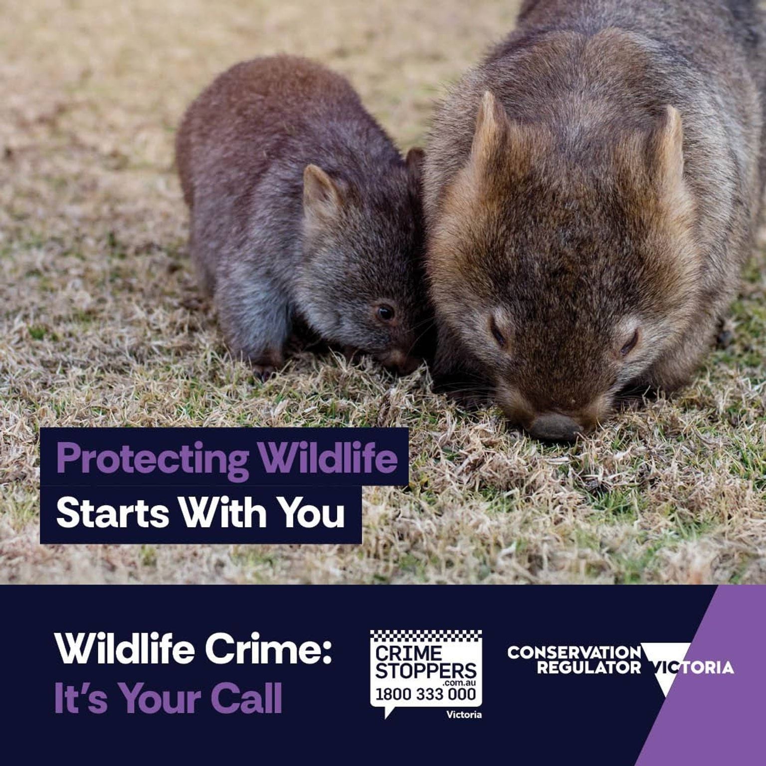 Wildlife Crime: It's your call A juvenile wombat with an adult wombat eating grass. The words 'Protecting Wildlife Starts with You' are in the foreground. The Crime Stoppers and Conservation Regulator logos are at the bottom of the image along with the slogan 'Wildlife Crime: It's Your Call'