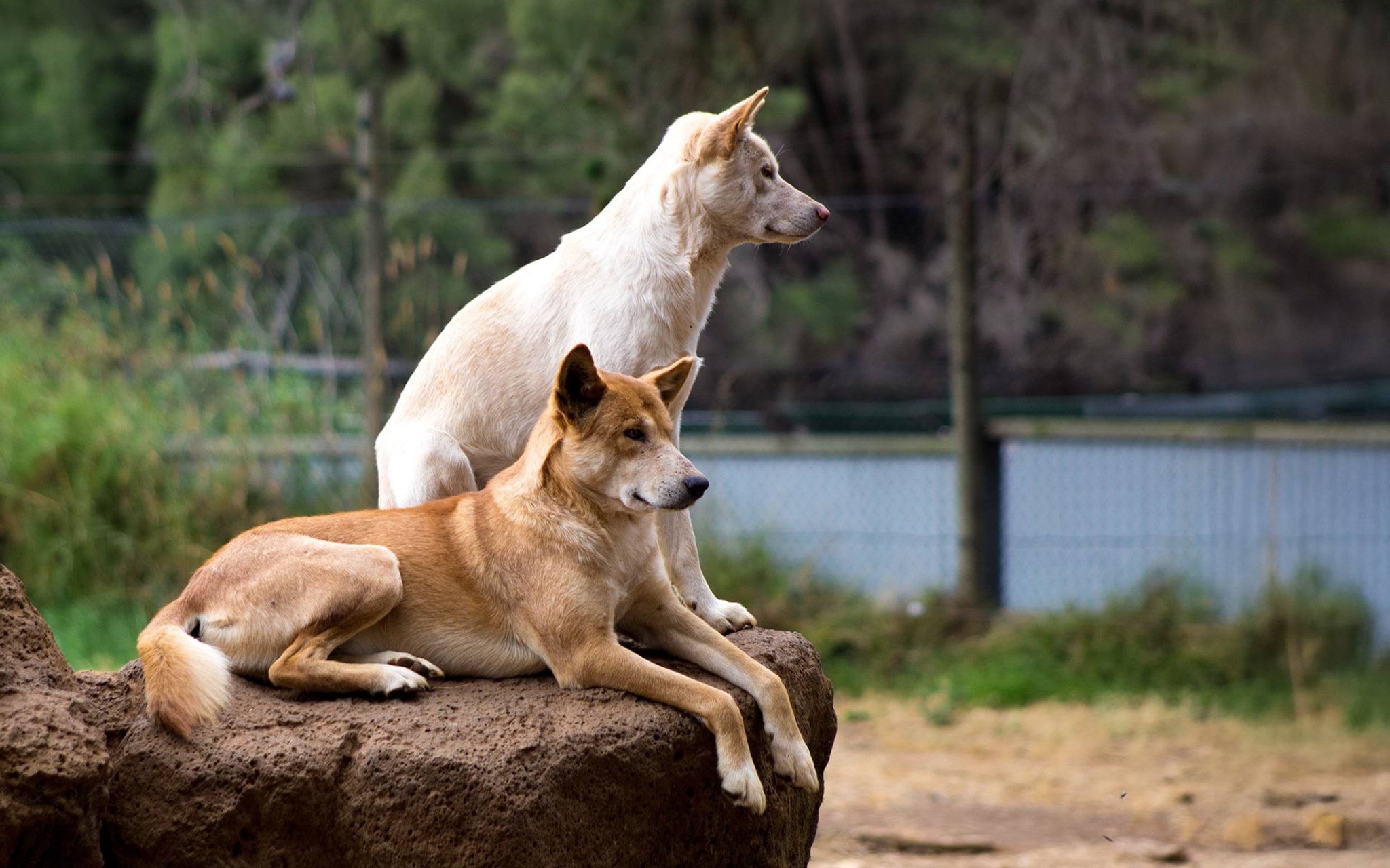 Dingoes in wildlife park Dingoes in wildlife park