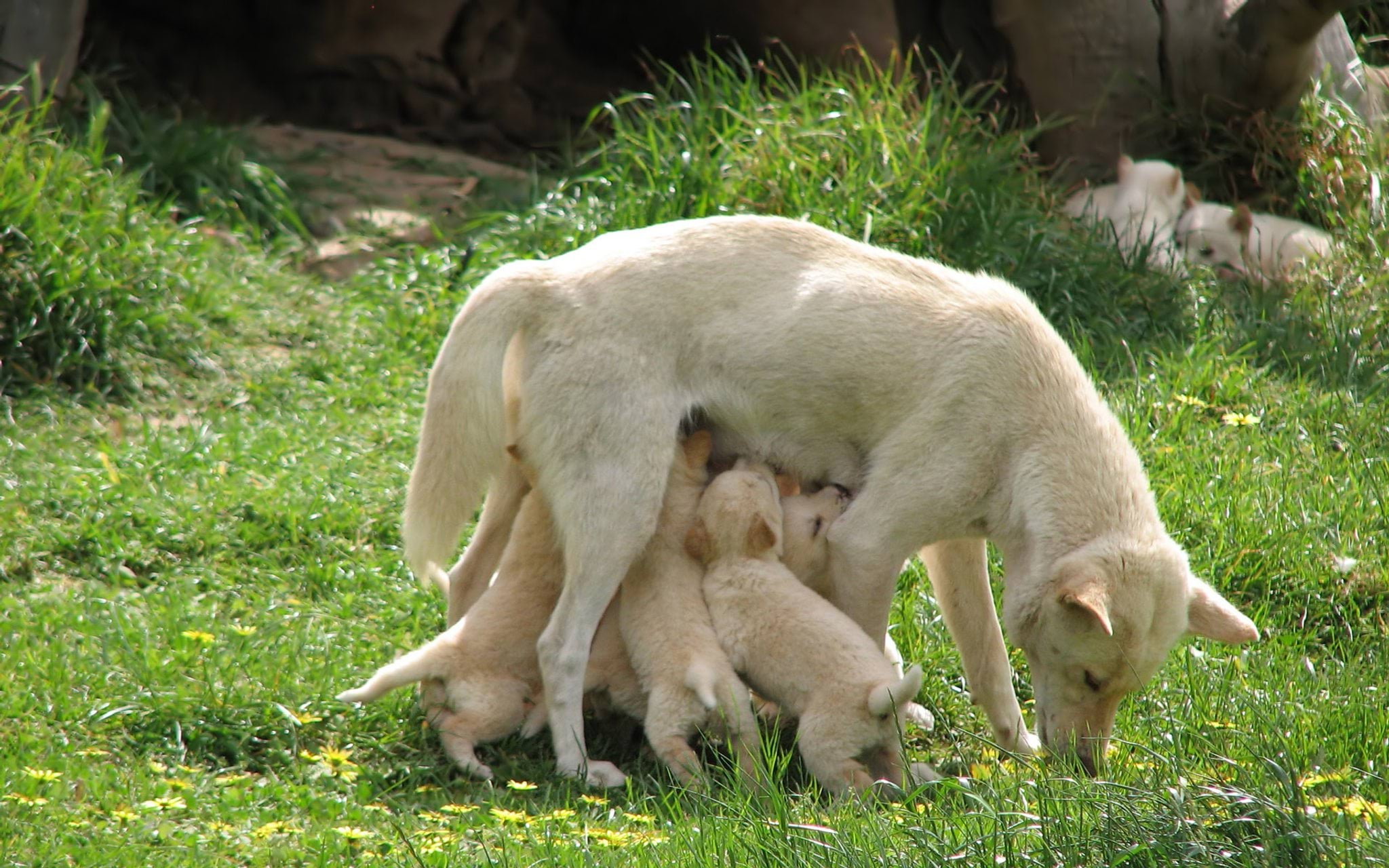 Dingo nursing pups in wildlife park Dingo nursing pups in wildlife park