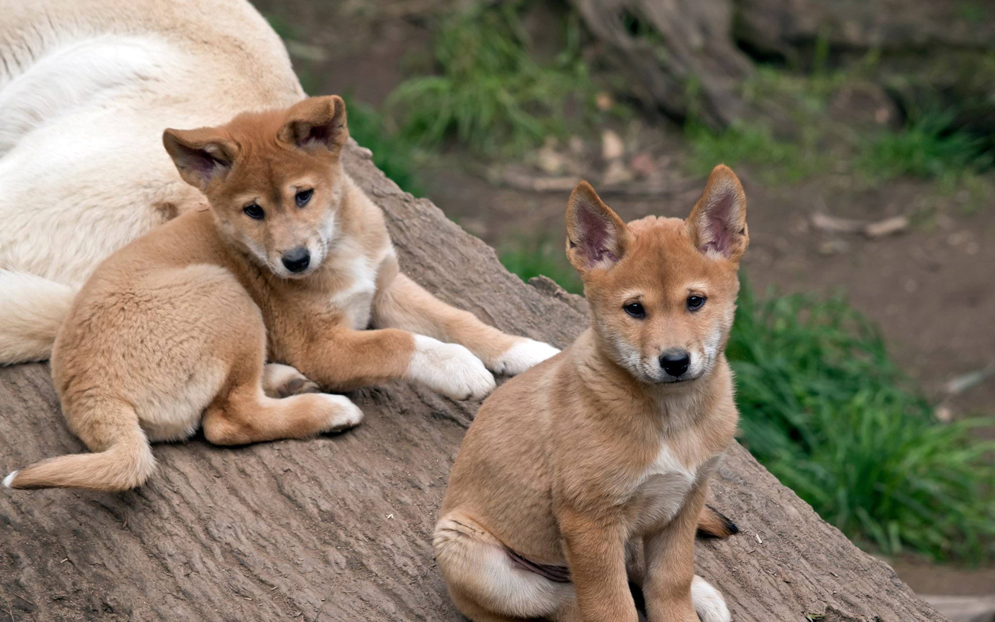 Dingo pups 8 weeks old in wildlife park