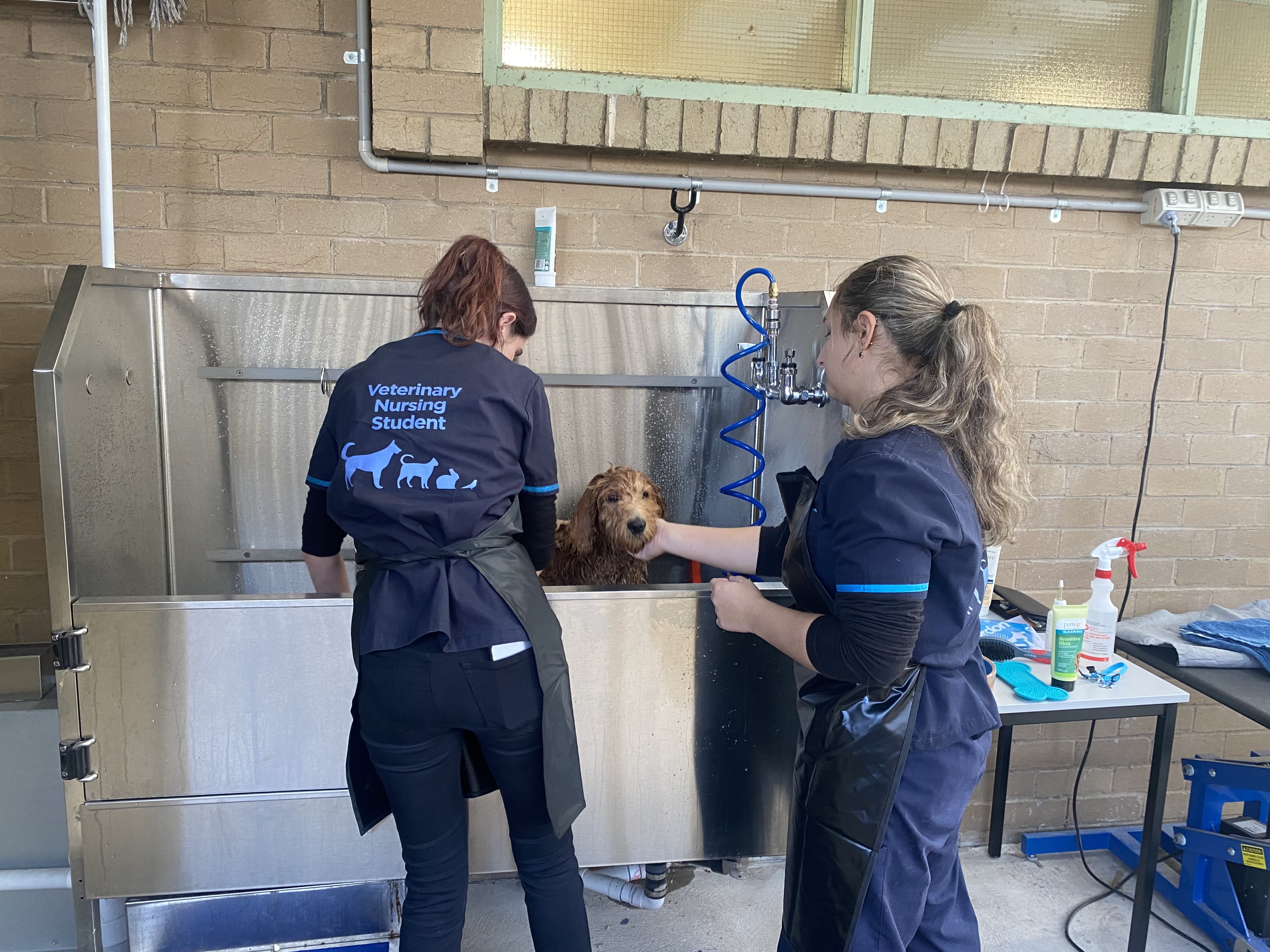 Two people in blue uniforms washing a dog in a large stainless steel bath.