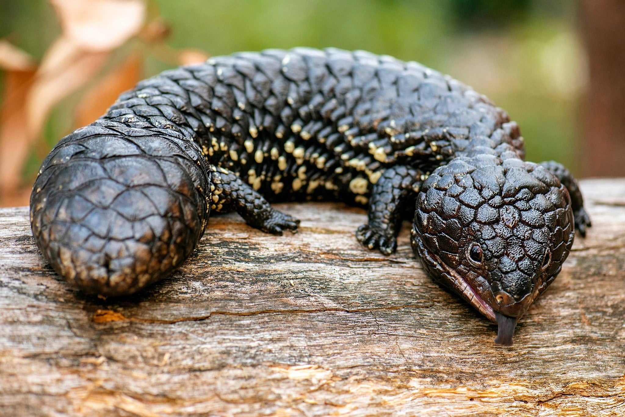 Shingleback blue-tongued skink lizard Shingleback blue-tongued skink lizard