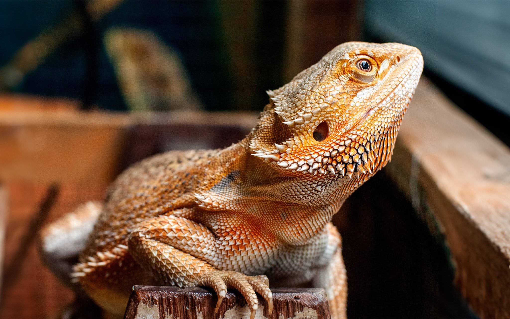 Bearded dragon in enclosure Bearded dragon in enclosure