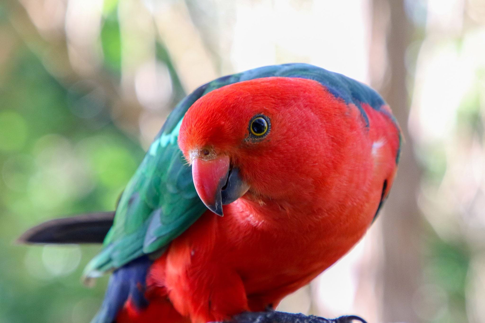 King parrot King parrot