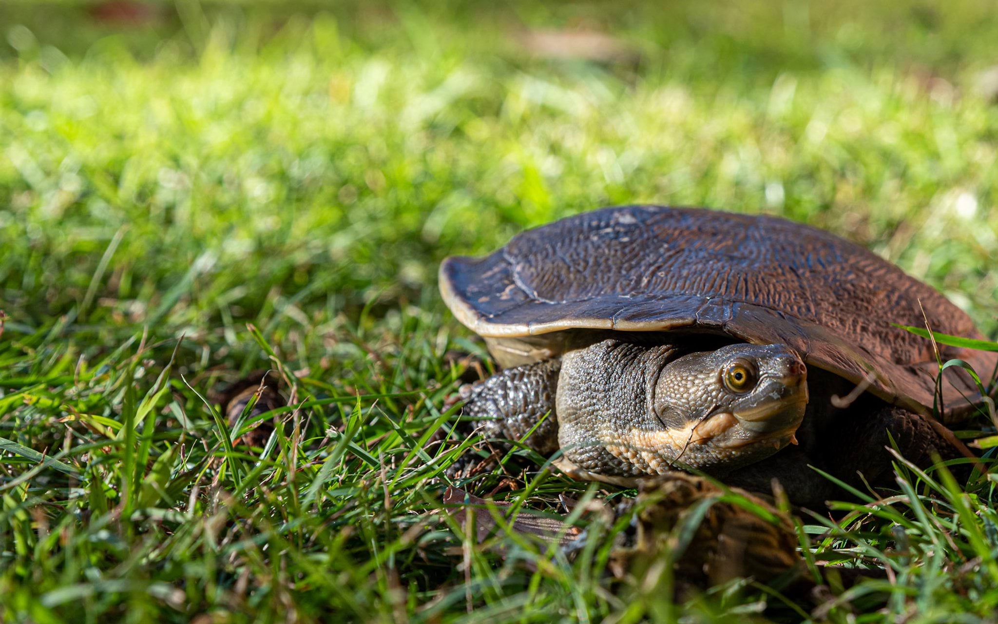 Murray River turtle
