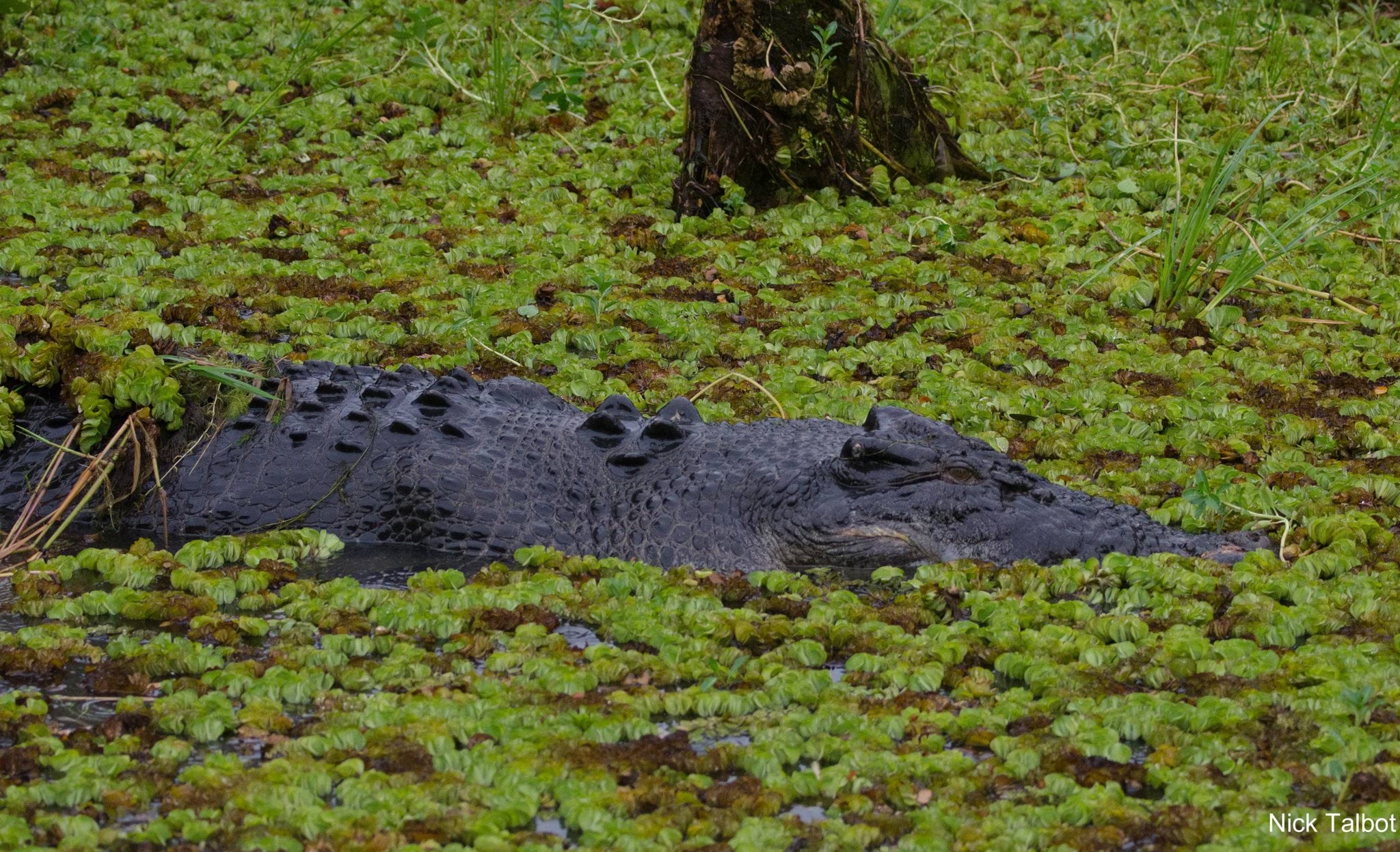 Image of a crocodile in a wetland