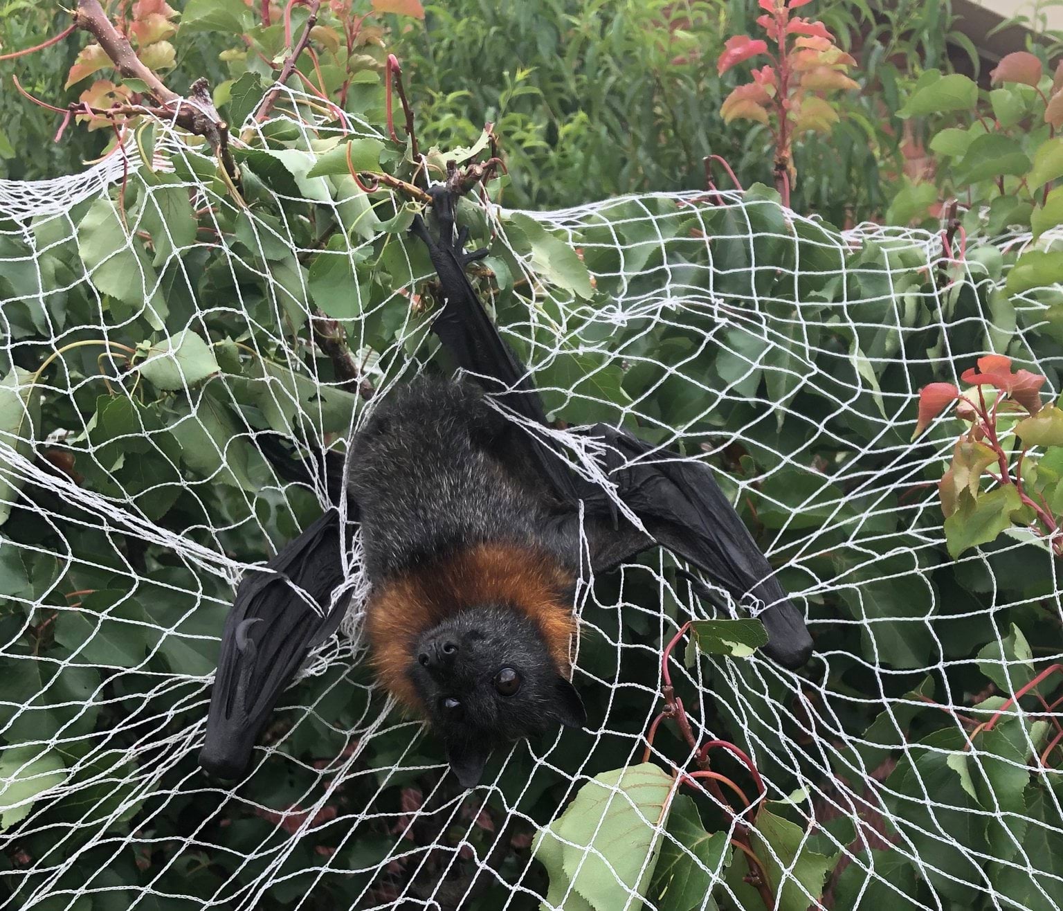 A grey-headed flying fox is tangled in illegal fruit netting. The fruit netting is covering a tree