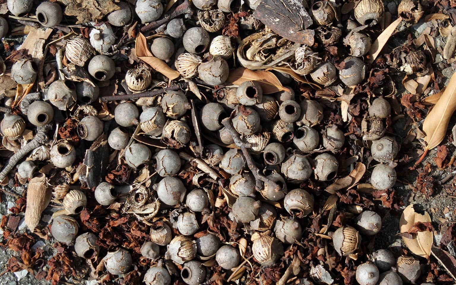 Gumnuts on ground Gumnuts on ground