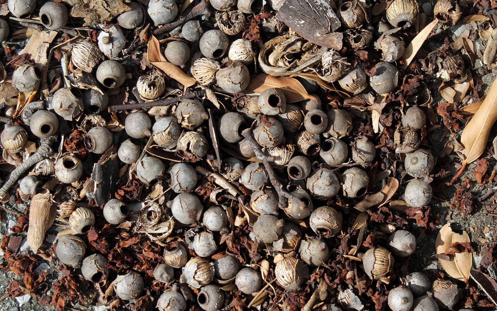 Gumnuts on ground Gumnuts on ground