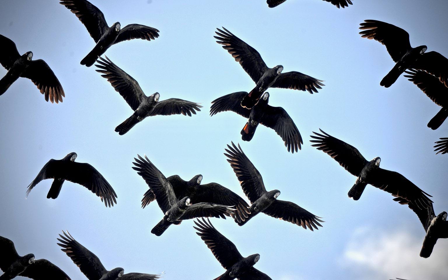 Black cockatoo flock flying. Credit: Mike Sverns Black cockatoo flock flying. Credit: Mike Sverns
