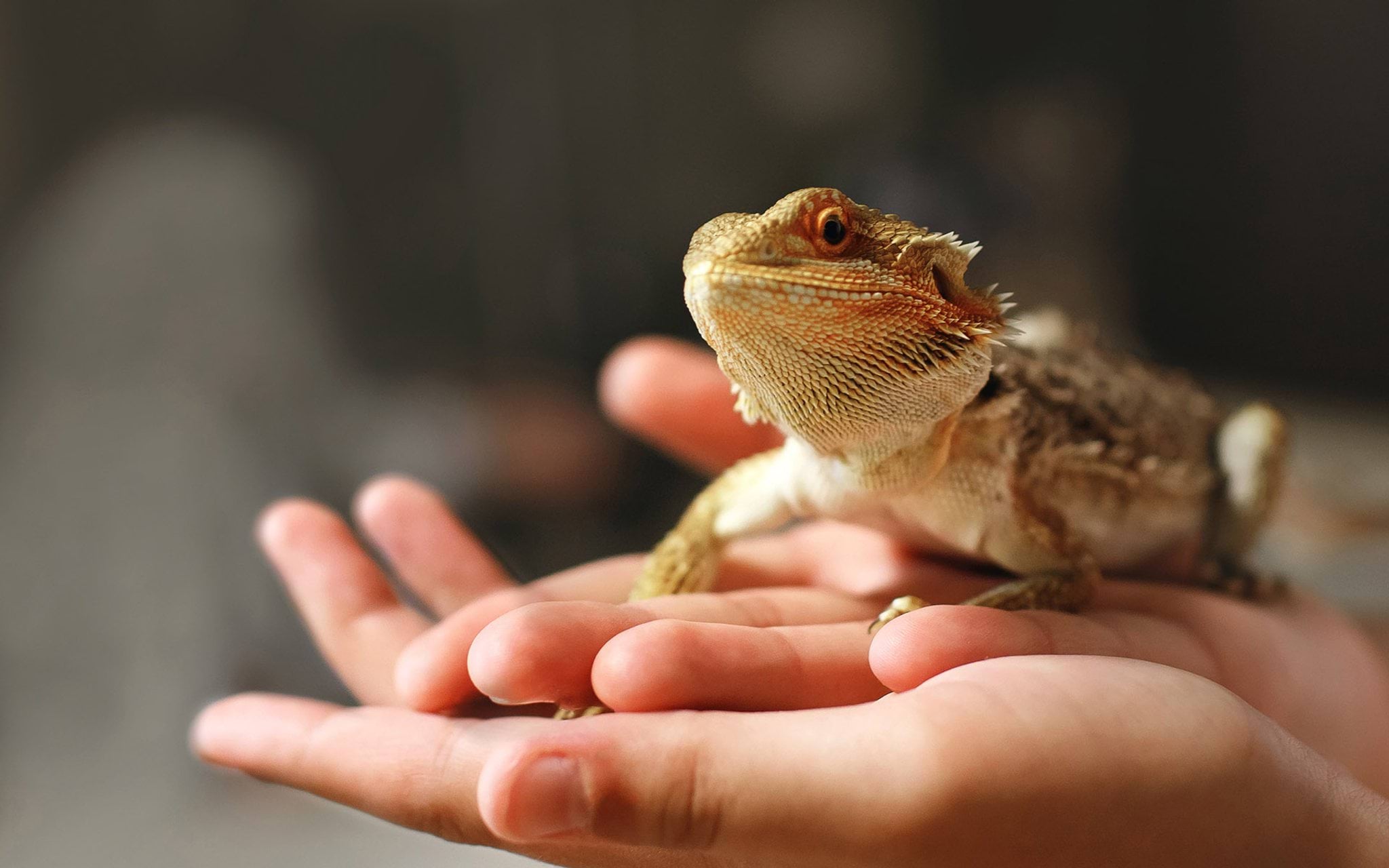 Wildlife lizard dragon held wildlife lizard dragon held
